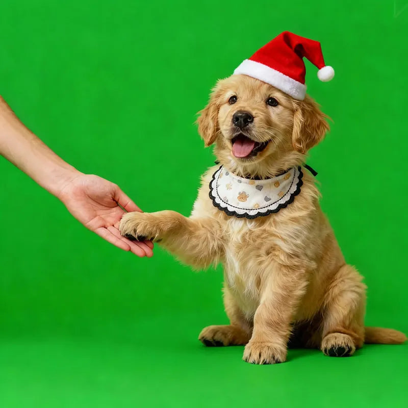 Dog wearing a Santa hat on a green background